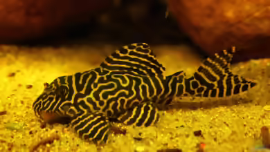 Gelbe Königstiger für das Aqua der L 333 /New Queen Arabesque !