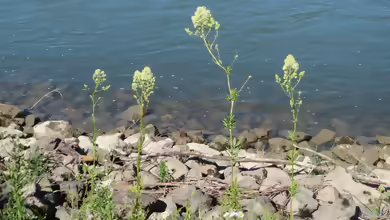 Gelbe Wiesenraute: Thalictrum flavum im Garten pflanzen