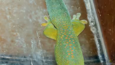 Gelbkehl-Taggecko: Phelsuma flavigularis im Terrarium halten