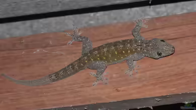 Gelbrückengecko: Gekko petricolus im Terrarium halten