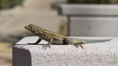 Gemeiner Seitenfleckleguan im Terrarium halten