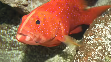 Genderfluide Riffbewohner - Geschlechterwechsel zwischen Korallen