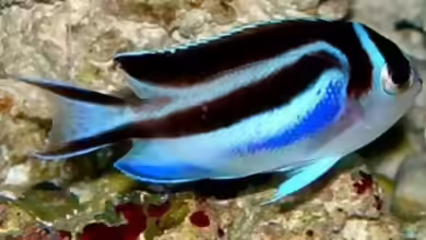Genicanthus bellus im Aquarium halten