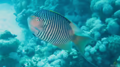 Genicanthus caudovittatus im Aquarium halten
