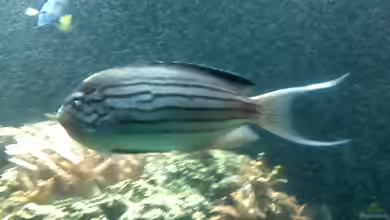 Genicanthus lamarck im Aquarium halten