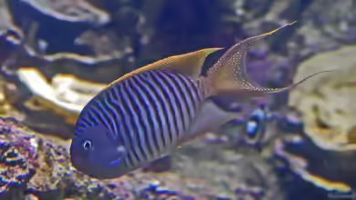 Genicanthus melanospilos im Aquarium halten