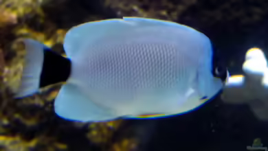 Genicanthus personatus im Aquarium halten