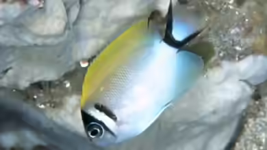 Genicanthus semifasciatus im Aquarium halten
