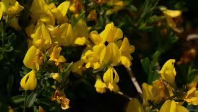 Genista pilosa im Garten pflanzen
