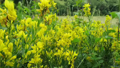 Genista tinctoria im Garten pflanzen