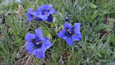 Gentiana alpina am Gartenteich pflanzen