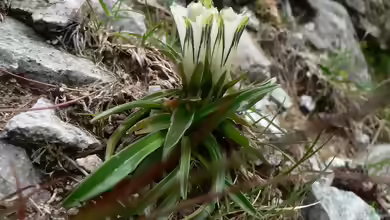 Gentiana frigida am Gartenteich pflanzen