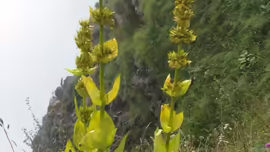 Gentiana lutea am Gartenteich pflanzen