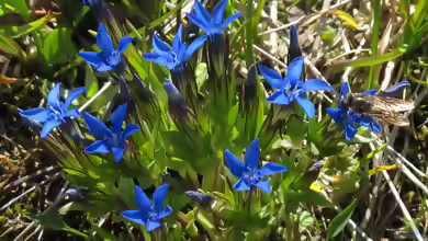 Gentiana nivalis am Gartenteich pflanzen