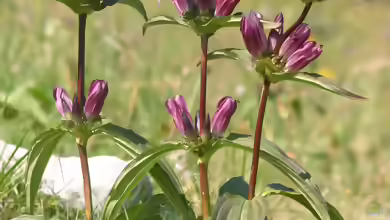 Gentiana pannonica am Gartenteich pflanzen