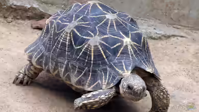 Geochelone elegans im Terrarium halten