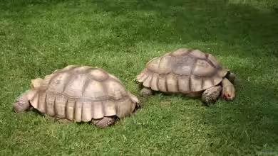 Geochelone sulcata im Terrarium halten