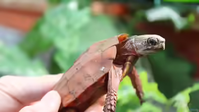 Geoemyda spengleri im Terrarium halten