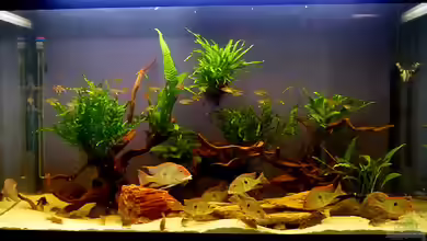 Geophagus, was sonst? von Helmut Kreutmayer