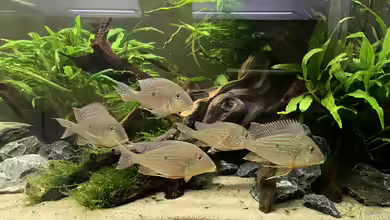 Geophagus altifrons – So leben die Erdfresser aus Südamerika in der Natur