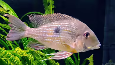 Geophagus-Arten im Aquarium halten
