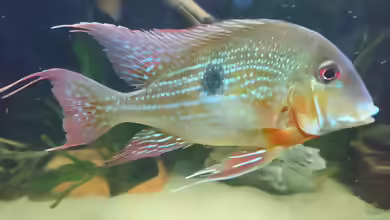 Geophagus brachybranchus im Aquarium halten