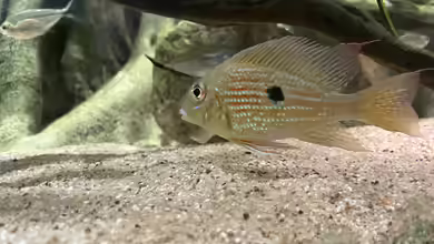 Geophagus jatapu im Aquarium halten