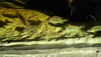 Geophagus neambi im Aquarium halten