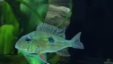 Geophagus proximus im Aquarium halten