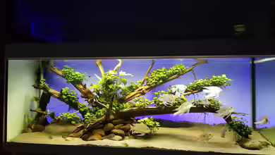 Geophagus Sandkasten von Hoase