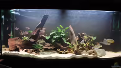 Geo´s Revier ( Aufgelöst ) von Fichte