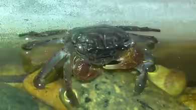 Geosesarma bogorensis im Terrarium halten