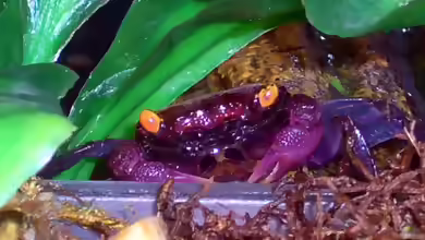 Geosesarma dennerle im Terrarium halten