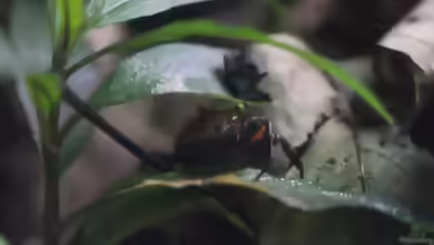 Geosesarma hagen im Terrarium halten