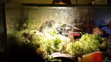 Geosesarma hagen Terrarium von Tobias Seiffert