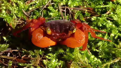 Geosesarma pontianak im Terrarium halten