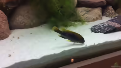Gephyrochromis: seltene Malawi-Cichliden mit besonderem Charakter