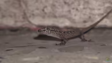 Gepunkteter Halbzehengecko: Hemidactylus parvimaculatus im Terrarium halten