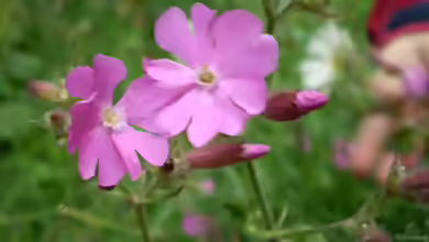 Geranium macrorrhizum im Garten pflanzen