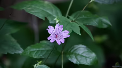 Geranium nodosum im Garten pflanzen