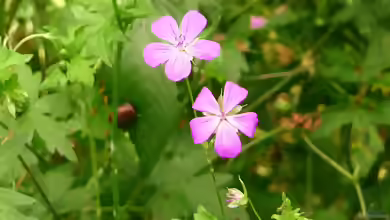 Geranium palustre im Garten pflanzen
