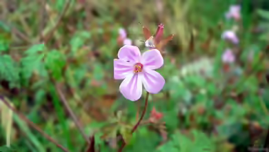 Geranium robertianum im Garten pflanzen