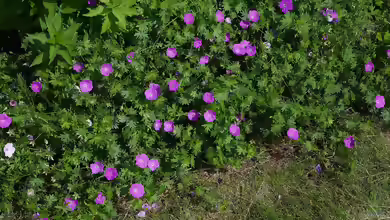 Geranium sanguineum am Gartenteich pflanzen