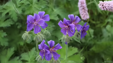 Geranium sylvaticum im Garten pflanzen