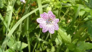 Geranium versicolor im Garten pflanzen