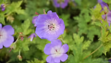 Geranium wallichianum im Garten pflanzen