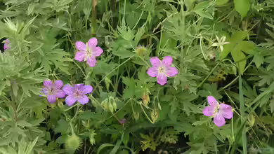 Geranium wlassovianum im Garten pflanzen