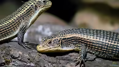 Gerrhosaurus major im Terrarium halten