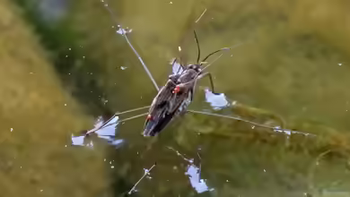 Gerris lacustris am Gartenteich halten