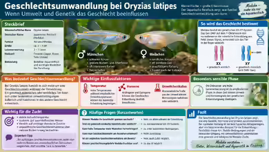 Geschlechtsumwandlung bei Oryzias latipes: Wenn Umwelt und Genetik das Geschlecht beeinflussen